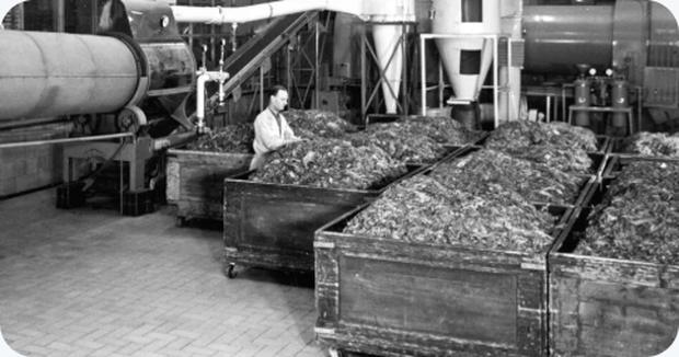 Tobacco processing at the Caballero factory